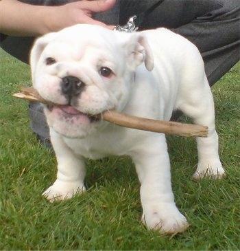 A white English Bulldog puppy is standing on grass with a stick in its mouth. There is a person behind it.