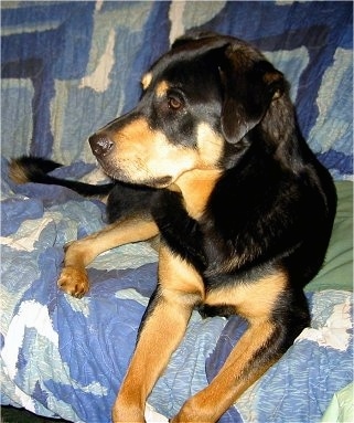 Abby the black and tan English Mastweiler is laying on a couch covered with a blue and white blanket. She is looking to the left