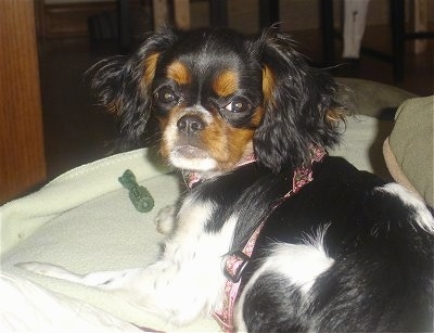 Close Up - Lola the black, tan and white tricolored English Toy Spaniel Puppy is laying on a dog bed. There is a Greenie chew shaped like a brush in front of her. Lola is looking back