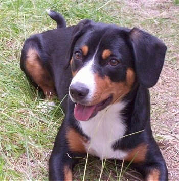  Sennehund) (Entelbuch Mountain Dog) (Entlebuch Cattle Dog) (Entlebucher)