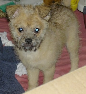 Close Up - Emma the tan with black fuzzy Eskifon puppy is standing in front of a cardboard box on a peach colored blanket and there is a blue towel next to her