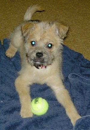 Emma the cream with gray Eskifon puppy is laying on a blue towel. There is a tennis ball in front of her.