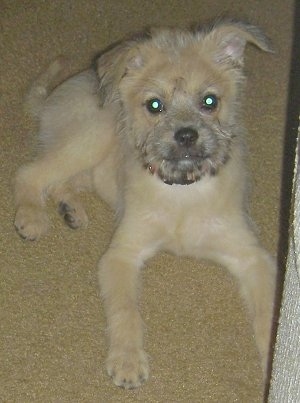 Emma the fuzzy looking cream with gray Eskifon puppy is laying on a carpet, next to a couch