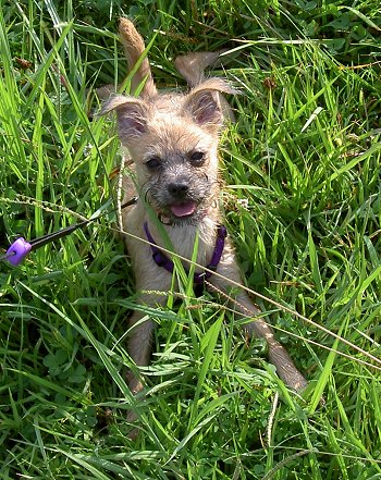 Emma the wiry looknig tan with black Eskifon as a puppy is laying outside in grass. Her tongue is out