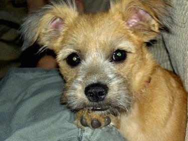 Close Up head shot - Emma the tan with gray Eskifon puppy is laying on top of a person who is laying on top of a couch