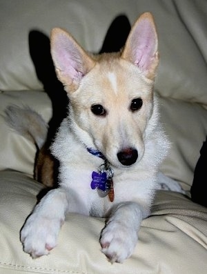 Close Up - Sasha the shorthaired tan and white Eskland is laying on the arm of a couch