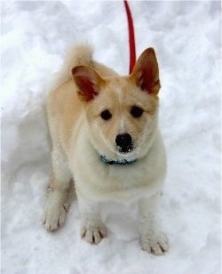 Sasha the tan and white Eskland puppy is sitting outside in snow and there is snow all over its chin