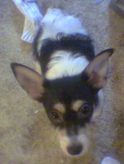 Duncan the black, white with tan Fo-Chon is sitting in a room on top of a tan carpet. There is a white wash cloth behind it