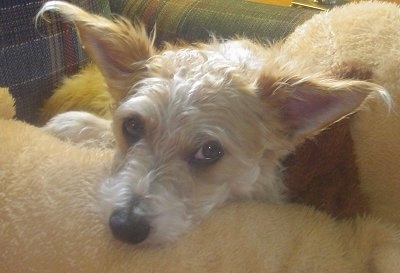 Henry the tan and white Fo-Chon is laying on a blue with red plaid couch and also on top of a huge tan plush doll