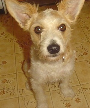 Close Up - Henry the tan and white Fo-Chon is sitting on a tiled floor. He has very large erect ears.
