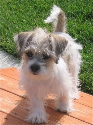 Shih+tzu+mix+puppies