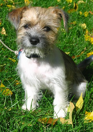 A tan white and black Fo-Tzu puppy is sitting outside in grass surrounded by leaves