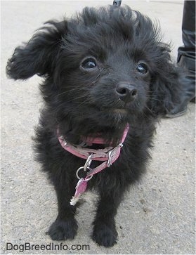 A black wavy-coated Foodle puppy is standing on a concrete surface looking up and to the right