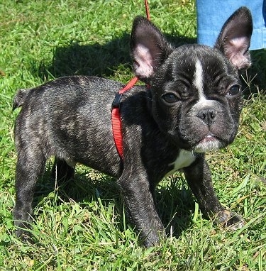 French Bulldog Puppies on Mugsy  The French Bulldog Puppy At 10   Weeks Old