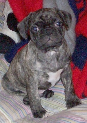 A brindle Frenchie Pug is sitting on a dog bed. There is a red and blue blanket next to it