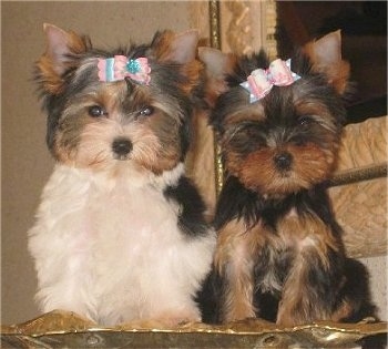 Yorkie Puppies on Puppies Biewer Yorkie And A Yorkie Photo Courtesy Of Kennel My