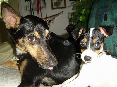 Close Up - A black with tan Manchester Terrier is laying next to a tricolor white, black and tan Rat-Cha puppy in a living room