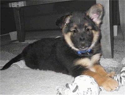 Blue Heeler  on Max The German Shepherd   Husky Mix Puppy At 2 Months Old