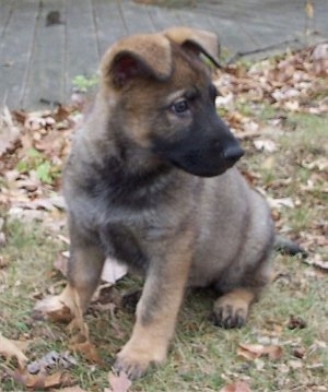 German Shepherd Puppies on Long Haired German Shepherd Dog Pictures And Photos  6