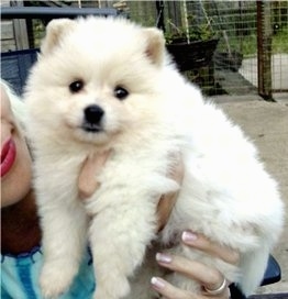 A little fluffy white German Spitz puppy is outside being held in the air by a lady who is wearing red lip stick.