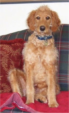 A scruffy-looking, red Goldendoodle puppy is sitting on a red blanket next to a red pillow up on a blue, red and gray plaid couch looking forward.