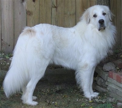 Great Pyrenees Puppies on Loki  The 21 Month Old Great Pyrenees Rescue Dog From Working Lines