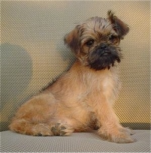 Brussels Griffon Puppies on Puppy Finder   Az   Arizona Brussels Griffon Puppies For Sale By