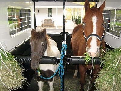 A dark brown and white paint pony is standing in a white trailer next to a brown with white Horse in front of a white farm house with a wrap around stone porch. There is grass on the sides of the trailer.