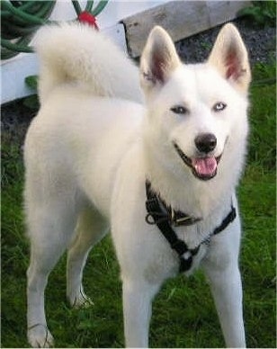 A pure white Siberian Husky is standing in grass, it is looking forward, its mouth is open and it looks like it is smiling.
