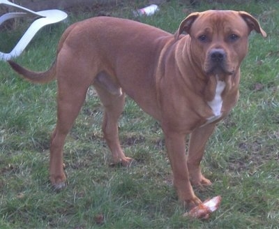 http://www.dogbreedinfo.com/images17/IrishBullStaffCharley1Year.JPG