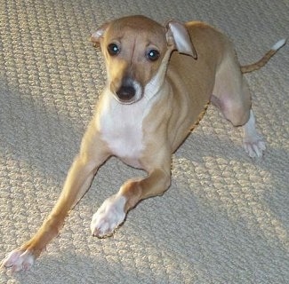 Italian Greyhound Puppies on Dogs Can Balance On Shoulders Small Dogs Look Good In Jumpers Here Are
