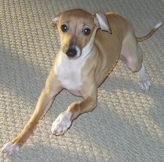 Italian Greyhound Puppies on Italian Greyhound