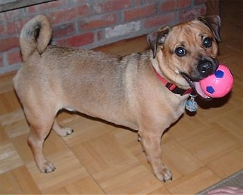 A tan with black Jug is standing in front of a brick wall with a pink with blue soccer ball in its mouth