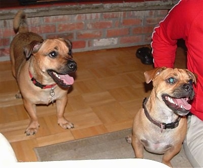 A tan with black Jug is standing in front of a brick fireplace. There is another tan with black Jug sitting next to a person in a red shirt