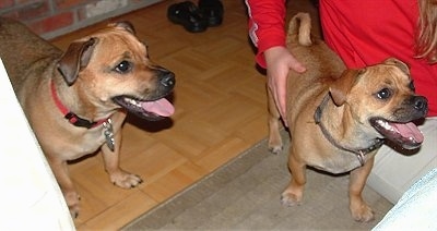 Two tan with black panting Jugs are standing on a rug and a hardwood floor. There is a person in a red shirt sitting next to one of the Jugs.