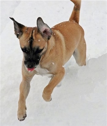 Action shot - A tan Jug is jumping through snow. The snow is actively falling