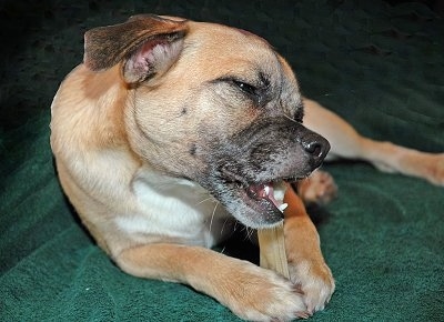 Close Up - A tan Jug is laying on a green towel chewing on a raw hide bone