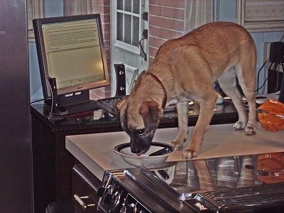 Scooter the Jug is Standing on a kitchen counter top next to a stove and licking out of a bowl. There is a computer screen on the other side of the counter