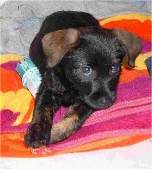 A black with tan Jacairn puppy is laying on top of a green and white toy and a colorful hot pink, orange, and yellow towel