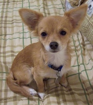 A perk-eared tan with white Jack Chi puppy is sitting on a bed and looking up