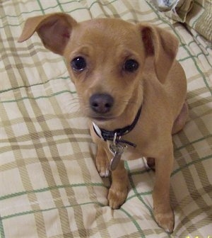 A tan with white Jack Chi puppy is sitting on a human's bed