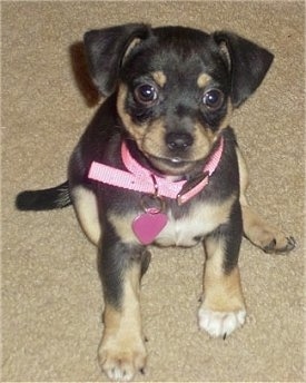 A black with tan and white Jack Chi puppy is sitting on a tan carpet