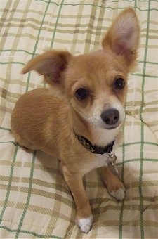 A tan with white Jack Chi puppy is sitting on a bed and its left ear is down and the right ear is up