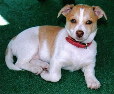 A white with tan Jack Chi puppy is laying under a table on a green rug