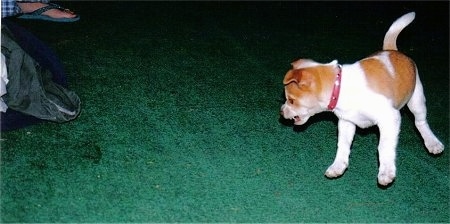 A white with tan Jack Chi puppy is standing on a porch and barking at something in front of it