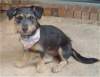 A black with tan Jackapoo puppy is wearing a bandana sitting on concrete in front of a doorway