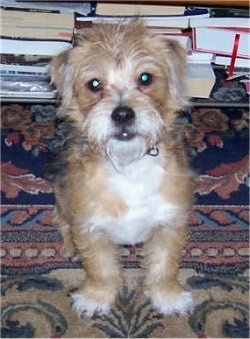 A tan with white Jack-a-poo puppy is sitting on a throw rug with a stack of books behind it.