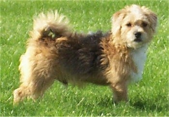 Side view - A tan with white Jack-a-poo is standing in grass