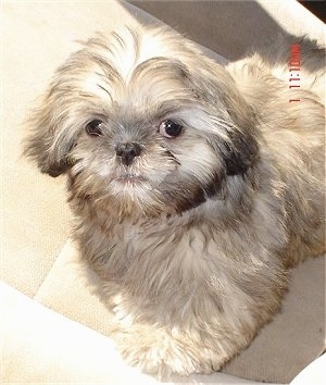 A small tan Jatzu puppy is standing on a rug and it is looking up