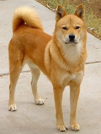 Jindo Information and Pictures, Jindos, Jindo Dogs